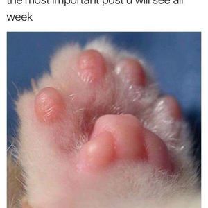 Meet your Posher, Rick